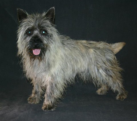 Swofford's Double J Teddy Bear | Cairn Terrier 
