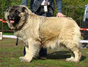 RUSSKII RISK LAMAZIYA | Caucasian Mountain Dog 