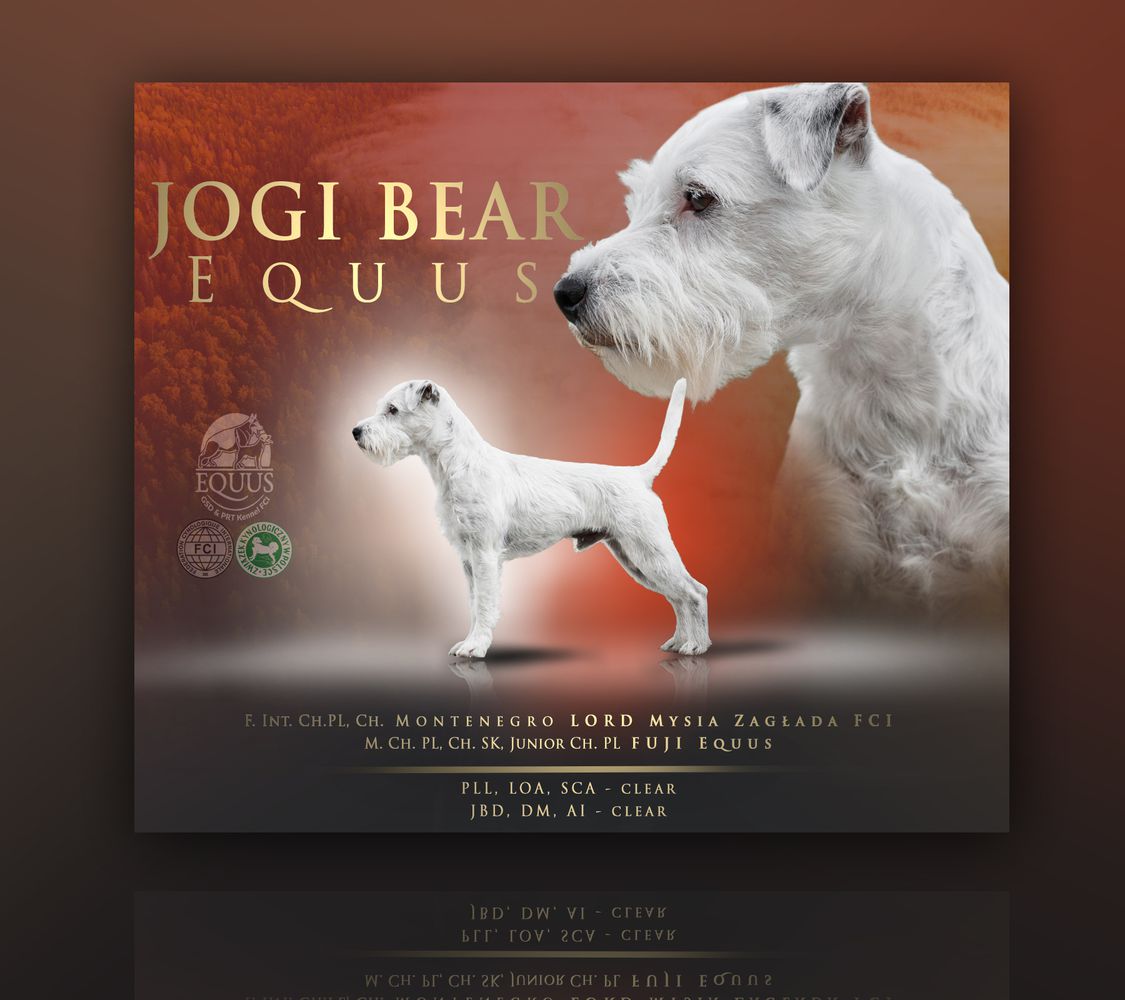 JOGI BEAR Equus | Parson Russell Terrier 