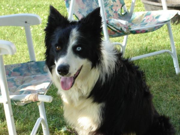 Blue ABC 331921 | Border Collie 