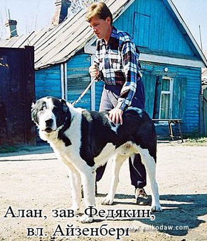 Alan Aziya | Central Asian Shepherd Dog 