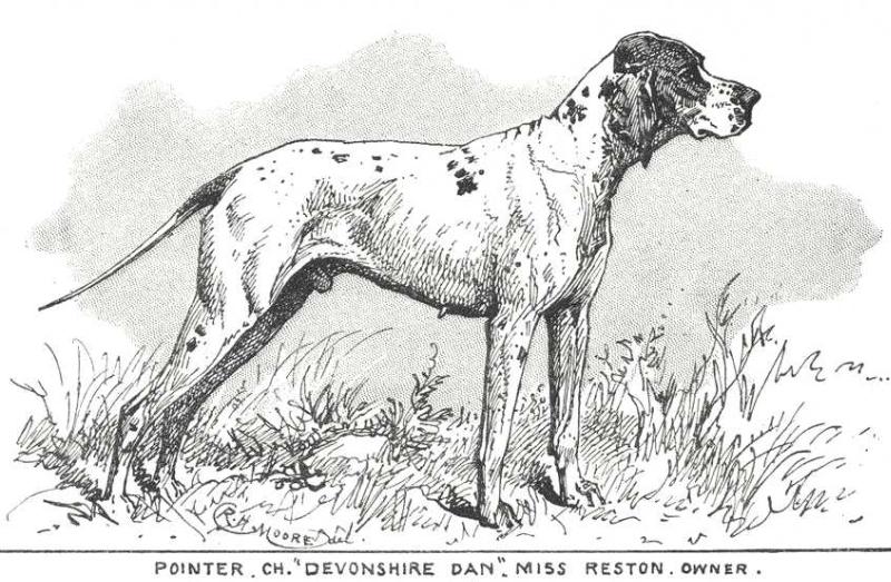 Devonshire Dan | Pointer 