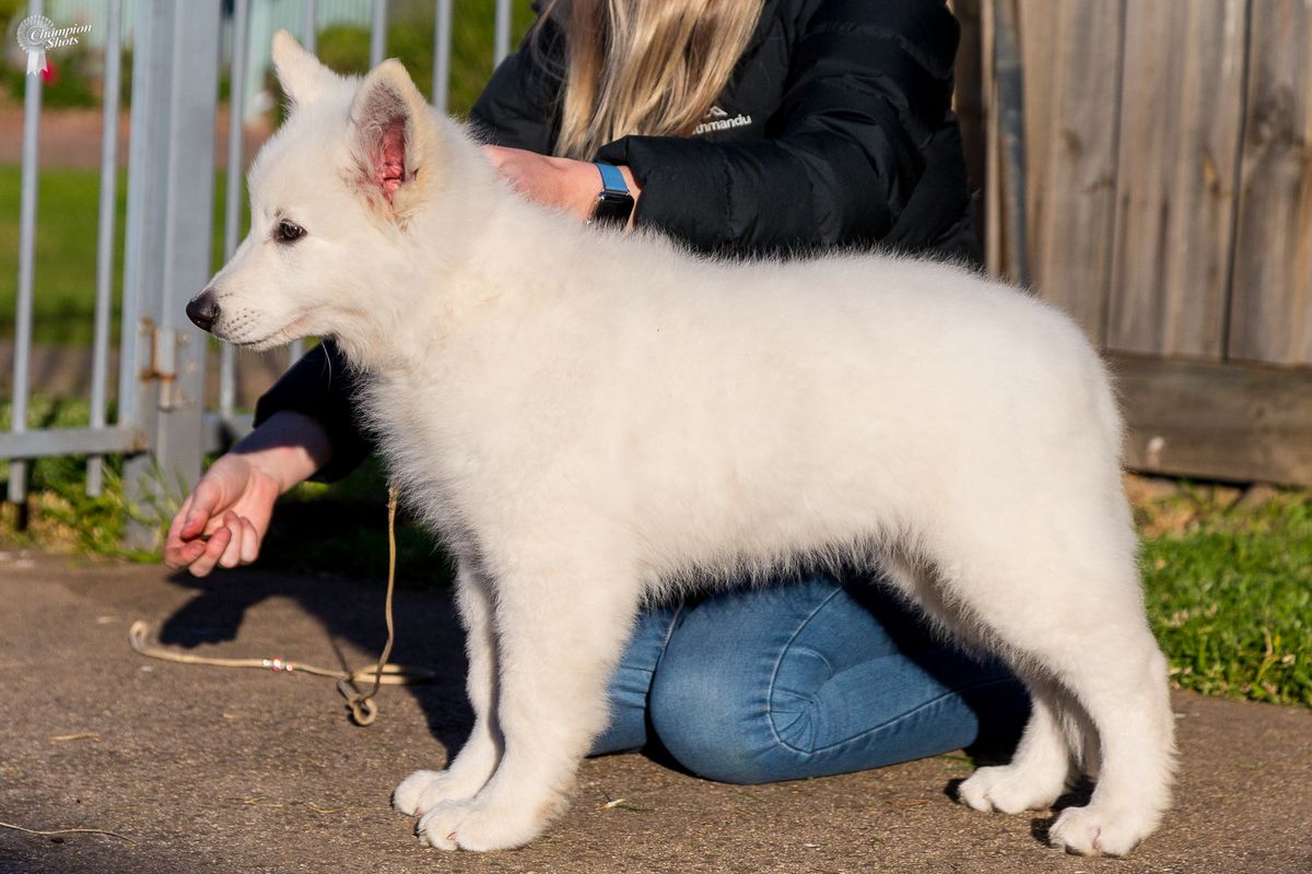 Clarelly Space Oddity (AI) | White Swiss Shepherd Dog 