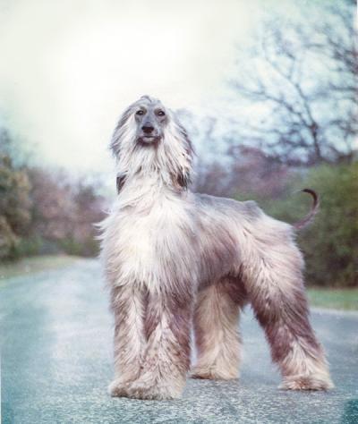 Mecca's Blue Silks Karu | Afghan Hound 