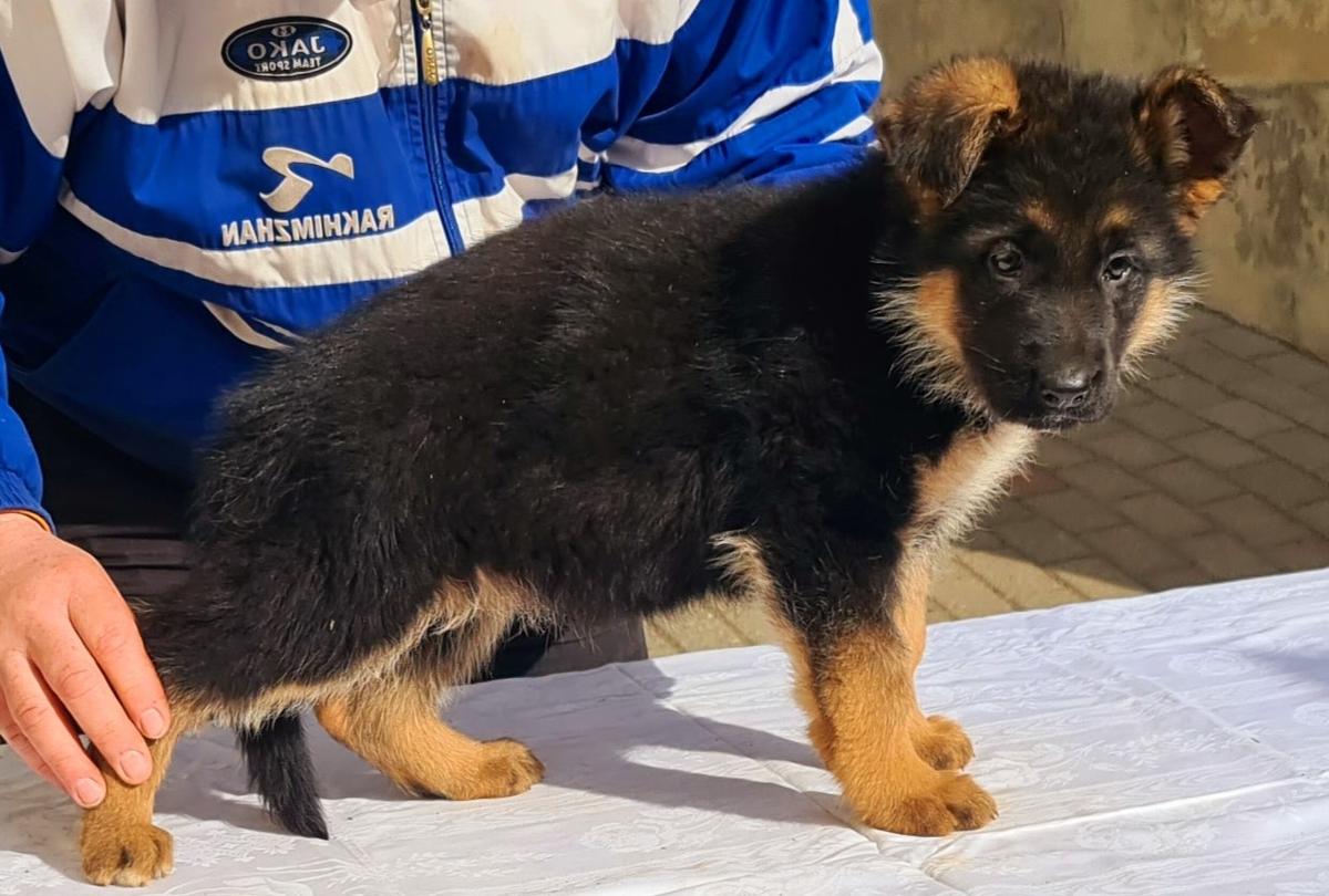 Qana von der Freiheit Westerholt | German Shepherd Dog 