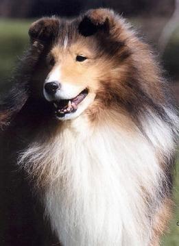 Bertlin Top Gun II | Shetland Sheepdog 