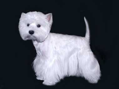 yanis severnoe siyanie | West Highland White Terrier 