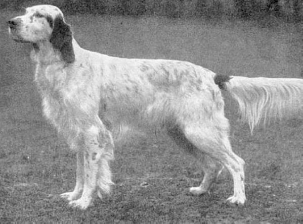 Withinlee Grouse | English Setter 