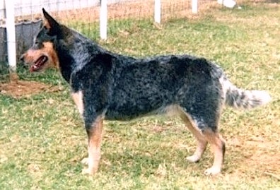 Whitefence Blue Tammy | Australian Cattle Dog 