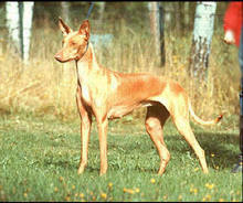 Enigma Shepenopet | Pharaoh Hound 