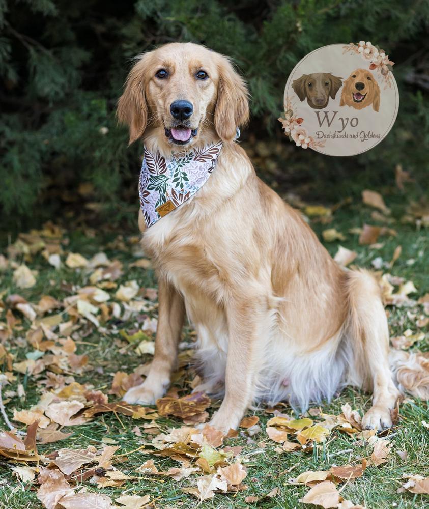 Sage | Golden Retriever 