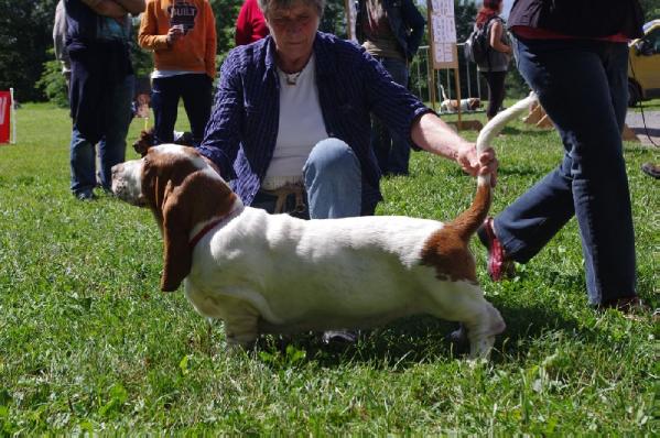 Hoover van hollandheim | Basset Hound 