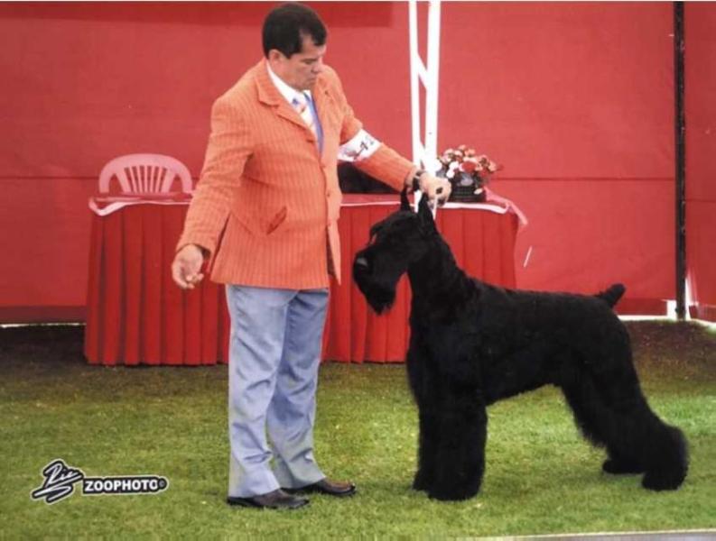 Belrod Canarias Horus | Giant Schnauzer 