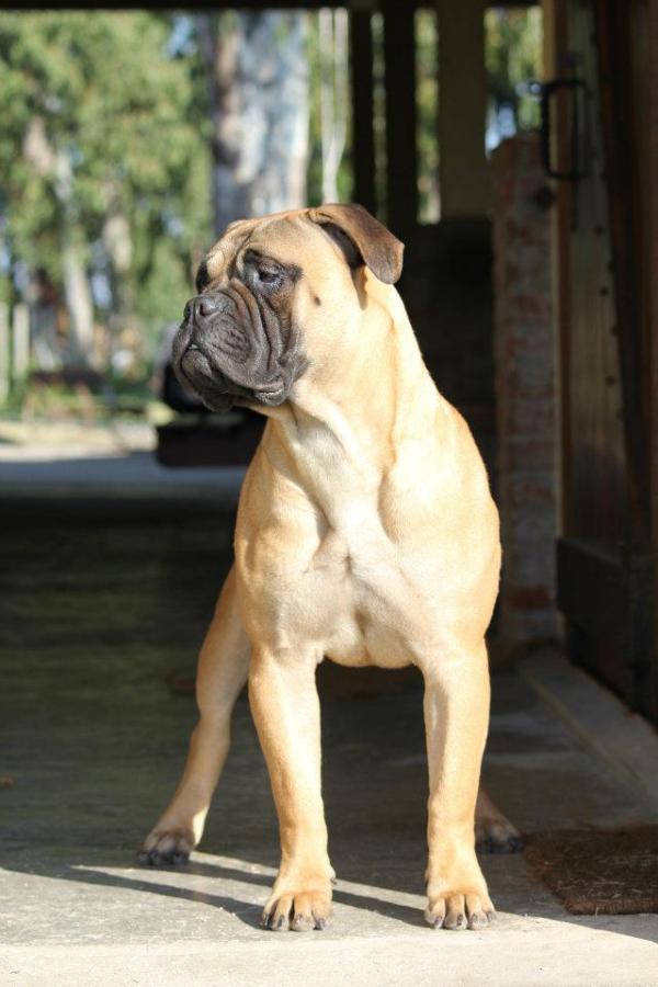 Essential Diva Divine Del Gorg Negre | Bullmastiff 