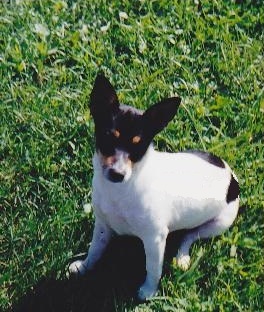 Bankert's Tinkerbell | Rat Terrier 