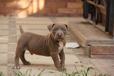 dodge | American Pit Bull Terrier 