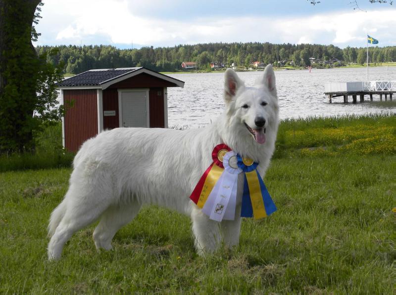 Veshukan Vega | White Swiss Shepherd Dog 