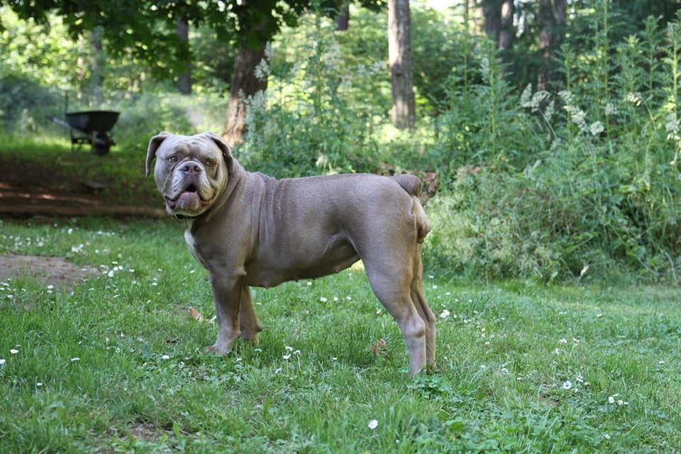 Big Timber Bullies' Claire | Olde English Bulldogge 