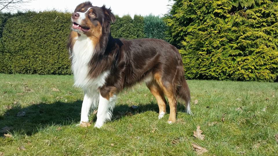 Little cheekys Bambino | Australian Shepherd 