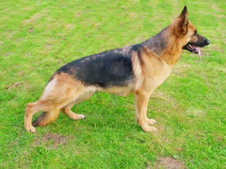 Gildewangen's Caprice | German Shepherd Dog Gildewangen's Caprice | German Shepherd Dog