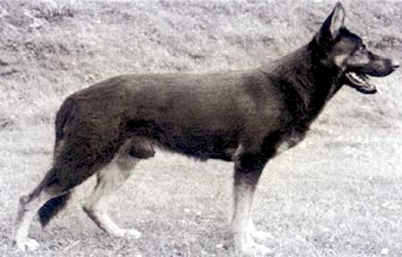 Condor vom Falkenwappen | German Shepherd Dog 