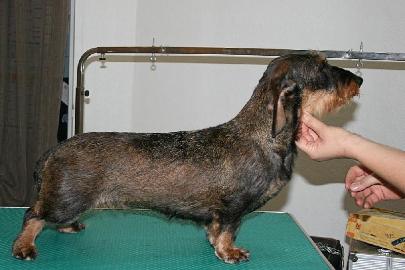 Gaelic des plaines de valinor | Dachshund 