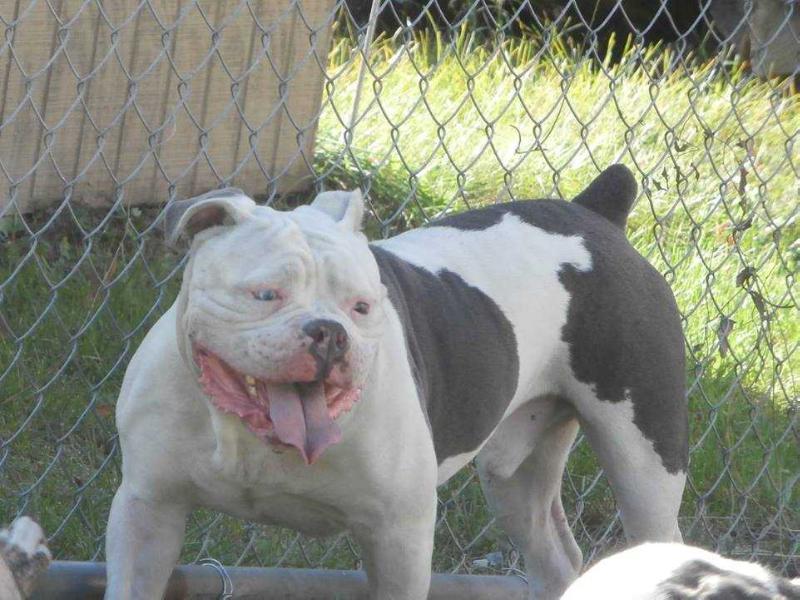 TwlightCreek's JigSaw | Olde English Bulldogge 