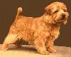 Allright Sherlock Holmes | Norfolk Terrier 