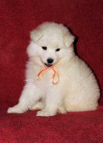 IZDOMASU Tsaritsa Beloslava | Samoyed 