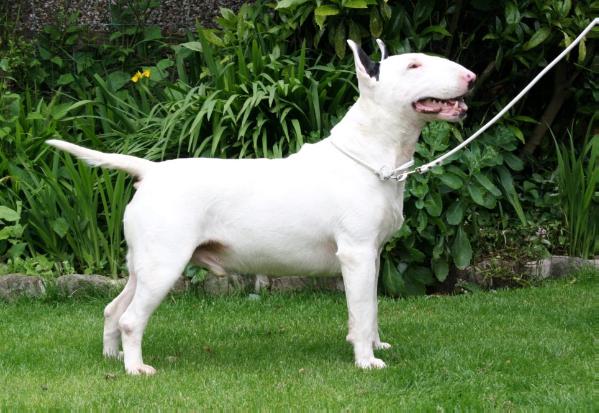 Jonzies Ronaldo Boy United With Bullywood | Bull Terrier 