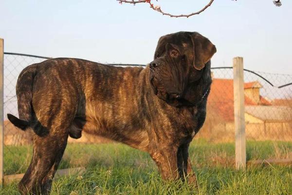 Boros Bajnok Colby | Mastiff 