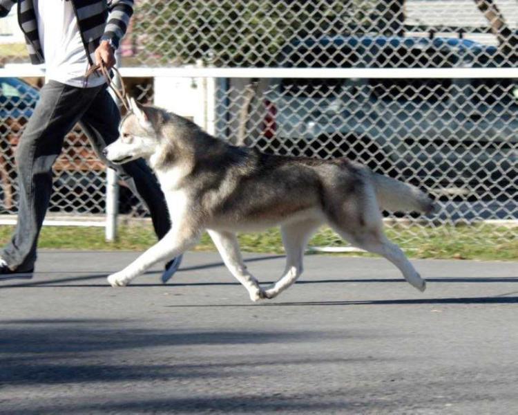 TRINITY ASLAN | Siberian Husky 