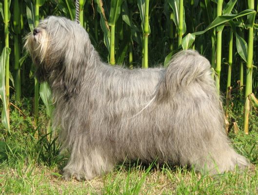 RUPA DHATU GYE-MO | Tibetan Terrier 