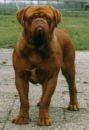 Temple Felson | Dogue de Bordeaux 