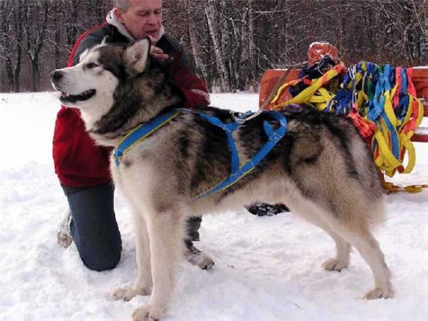 Sven Ot Filippovoy | Alaskan Malamute 