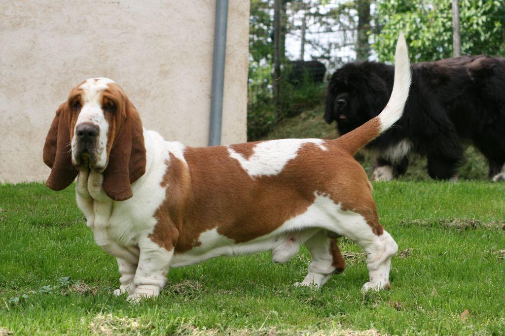 Shakespeare klan piegowatych | Basset Hound 