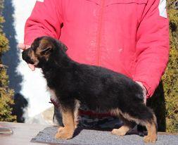 Enzo von der Accent | German Shepherd Dog 