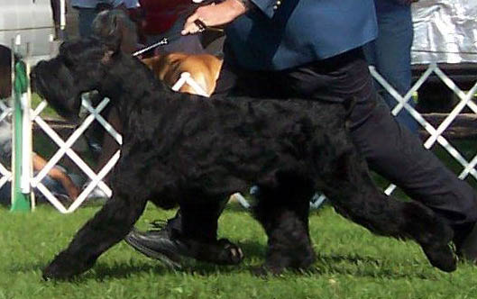 Skyward vom Horren Keystone | Giant Schnauzer 