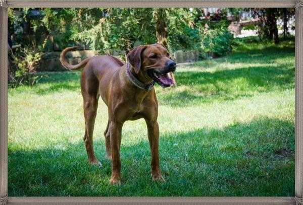 Bukavu-Bawu Eshe | Rhodesian Ridgeback 