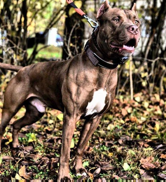 Flash | American Pit Bull Terrier 