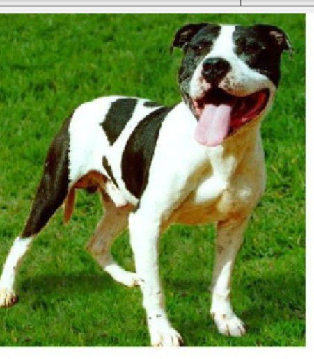 Bellon's Koatly | American Pit Bull Terrier 