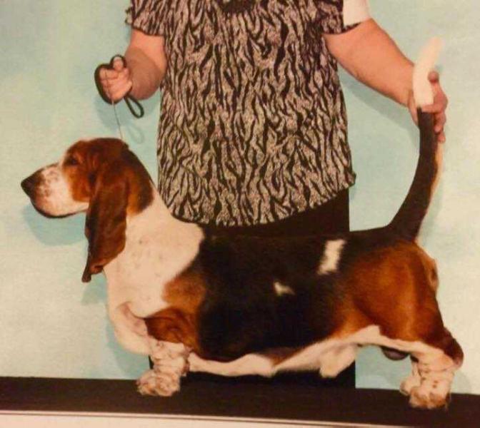 Olde Fashion Wham Bam Thank you Ma'a | Basset Hound 