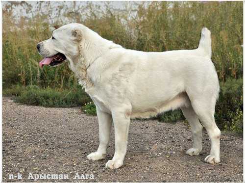 Karch Purta | Central Asian Shepherd Dog 
