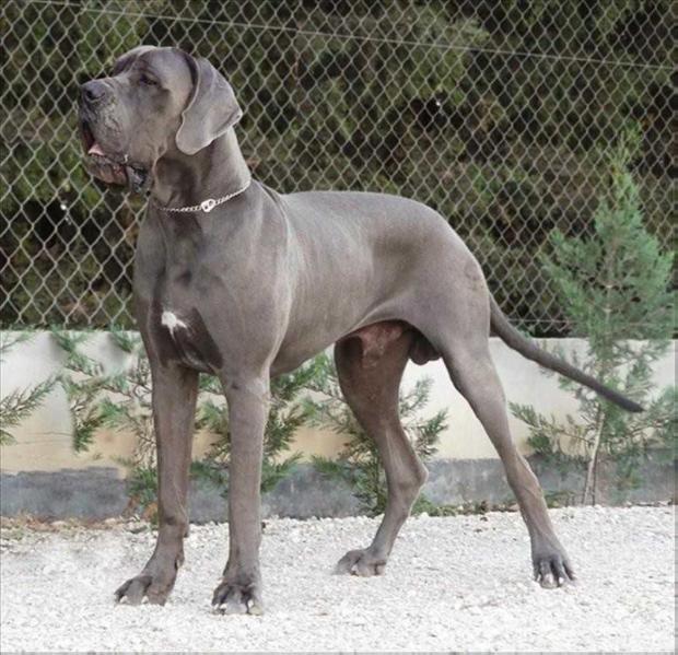 Blade Runner de Casalbero | Great Dane 