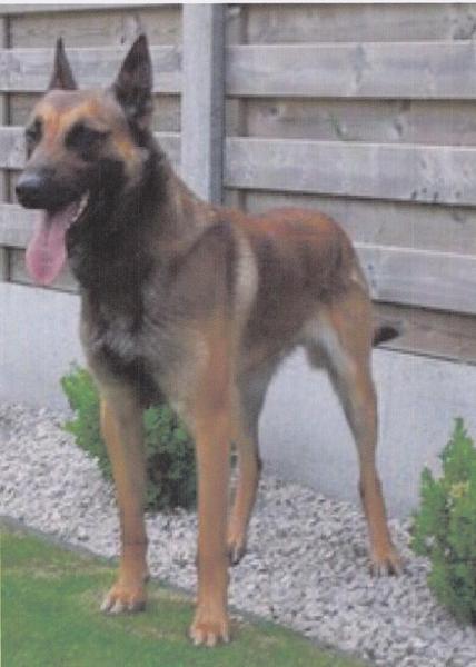 Saxo van Sefhof | Belgian Malinois 