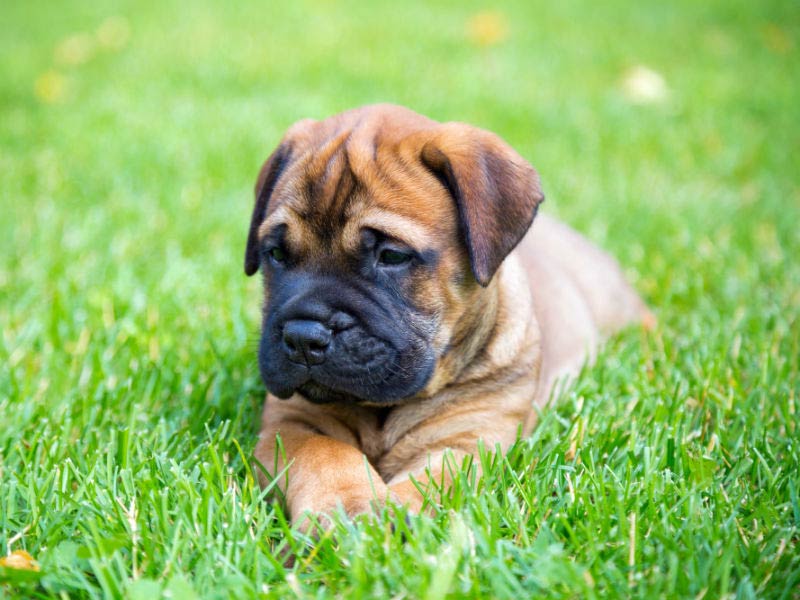 Bullmastiff