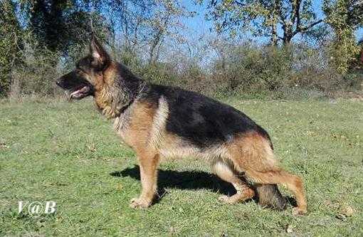 Viking del Timius | German Shepherd Dog 