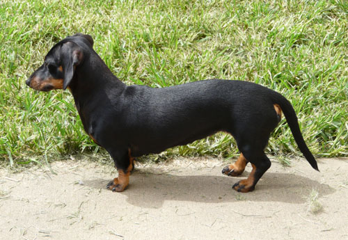YNot's Apache Moon | Dachshund 