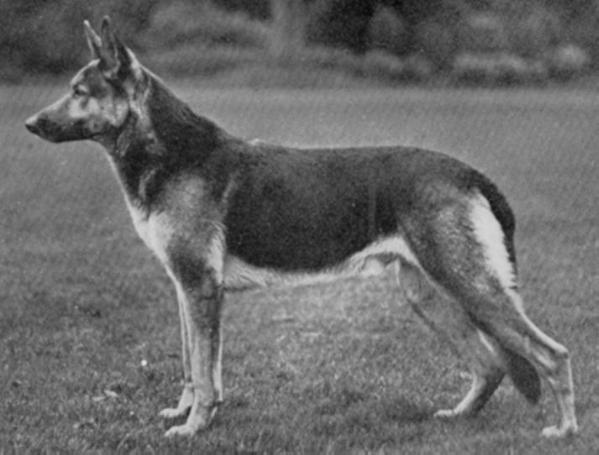 Caro vom Blasienberg [of Welham] | German Shepherd Dog 