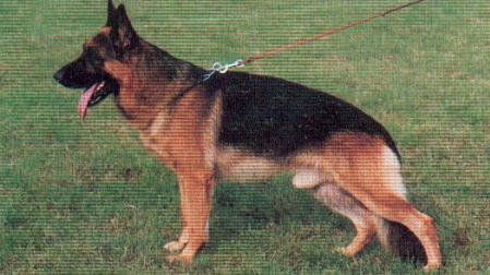 Quetzal della Marca Gioiosa | German Shepherd Dog 